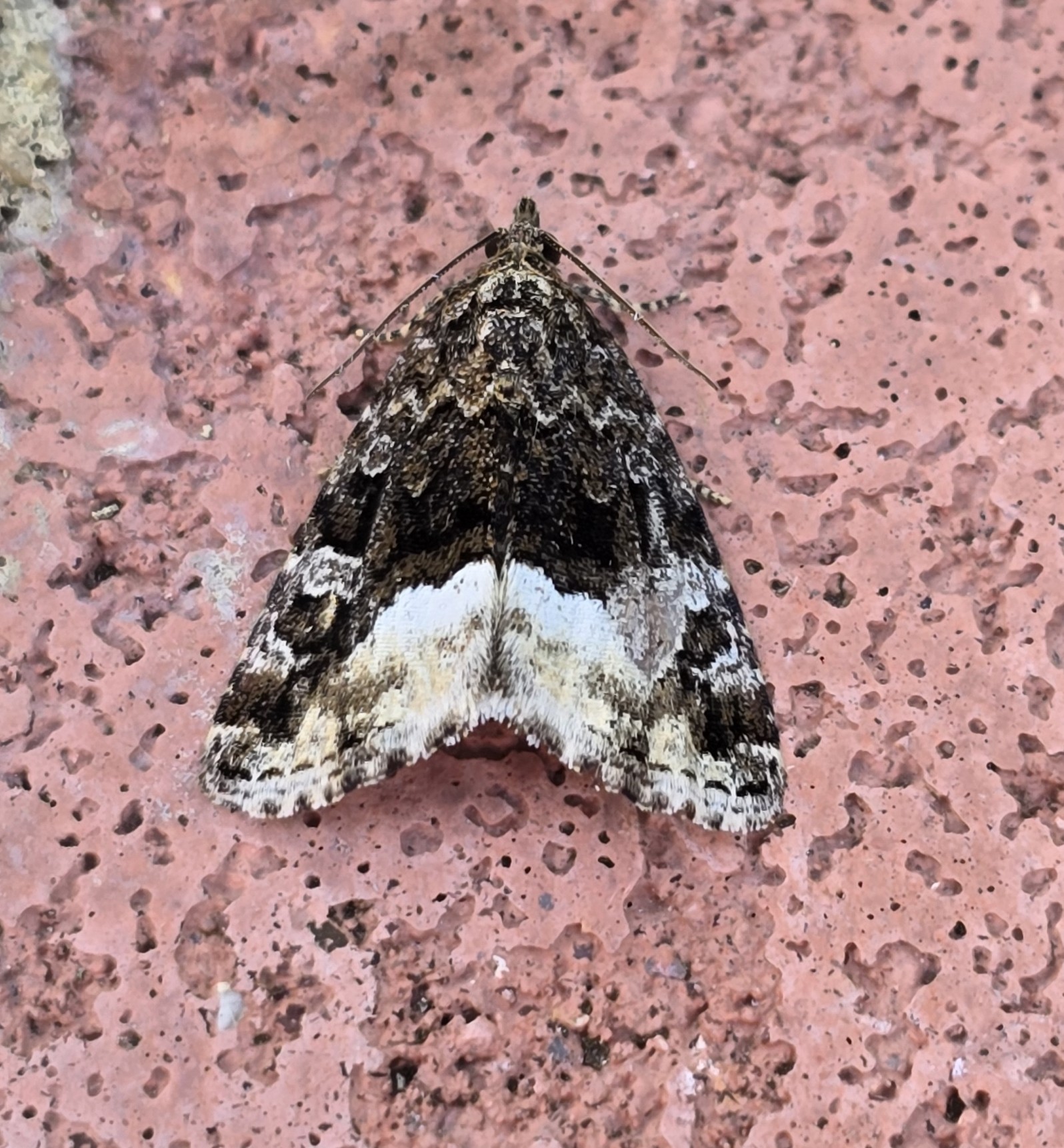 Photo of Marbled White Spot (Protodeltote pygarga)